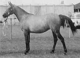 Lalage as a yearling